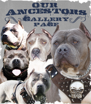 Ch. Sureno,Cock Diesel Kennels, Cock Diesel Bloodline, Arizona Bully Breeder, 1 kennel in the in the world for pockets, xl, extreme, exotic bullys,  blue pitbulls, American Bully,ABKC, United States Bully Breeder