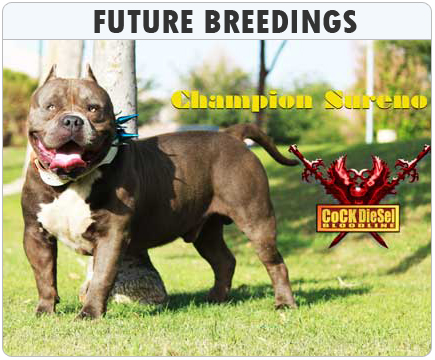 Ch. Sureno, Cock Diesel Kennels, Cock Diesel Bloodline, Arizona Bully Breeder, 1 kennel in the in the world for pockets, xl, extreme, exotic bullys,  blue pitbulls, American Bully,ABKC, United States Bully Breeder
