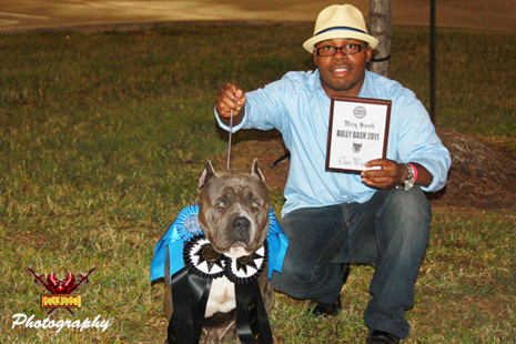 Cock Diesel Kennels, Cock Diesel Bloodline, Arizona Bully Breeder, 1 kennel in the in the world for pockets, xl, extreme, exotic bullys,  blue pitbulls, American Bully,ABKC, United States Bully Breeder