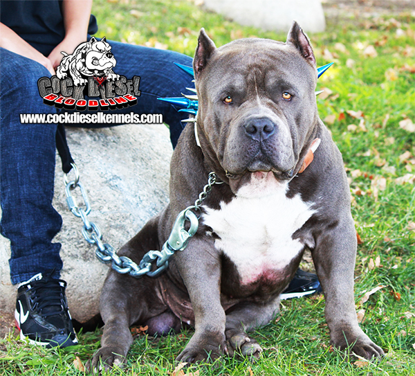 Ch. Surenos Pedigree, Cock Diesel Kennels, Cock Diesel Bloodline, Arizona Bully Breeder, 1 kennel in the in the world for pockets, xl, extreme, exotic bullys,  blue pitbulls, American Bully,ABKC, United States Bully Breeder
